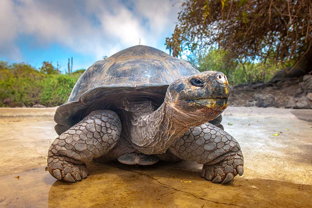 Reisebericht Galapagos Inseln Institut Allergosan